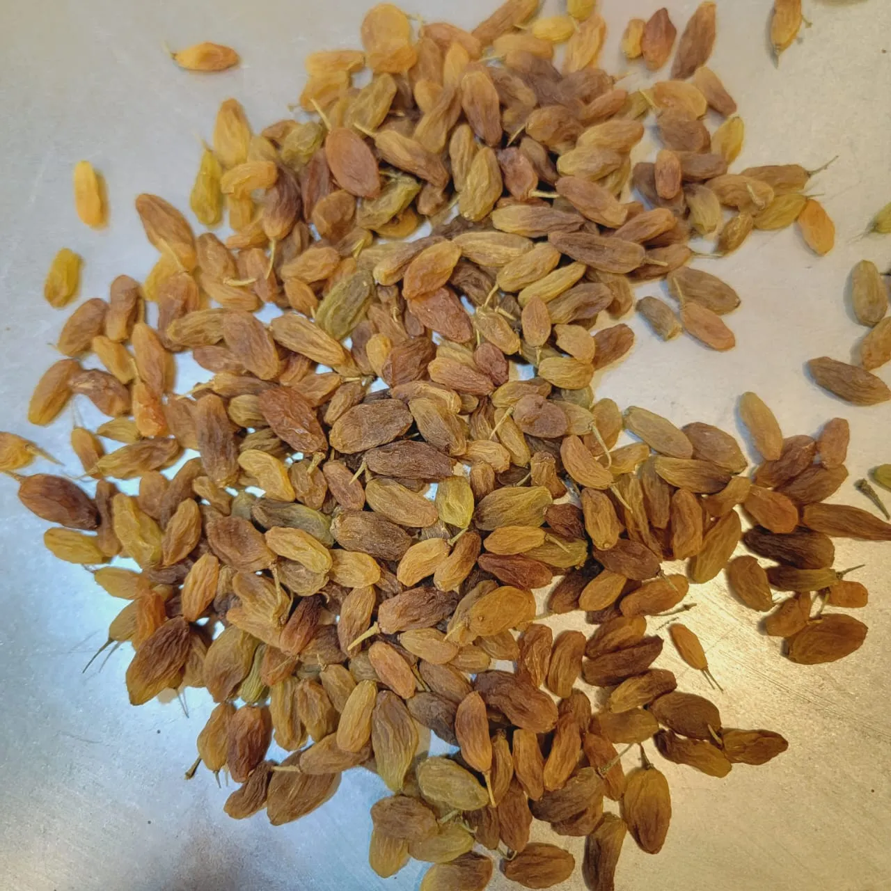 زبيب رازقي بلدي